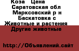 Коза › Цена ­ 6 500 - Саратовская обл., Марксовский р-н, Баскатовка с. Животные и растения » Другие животные   